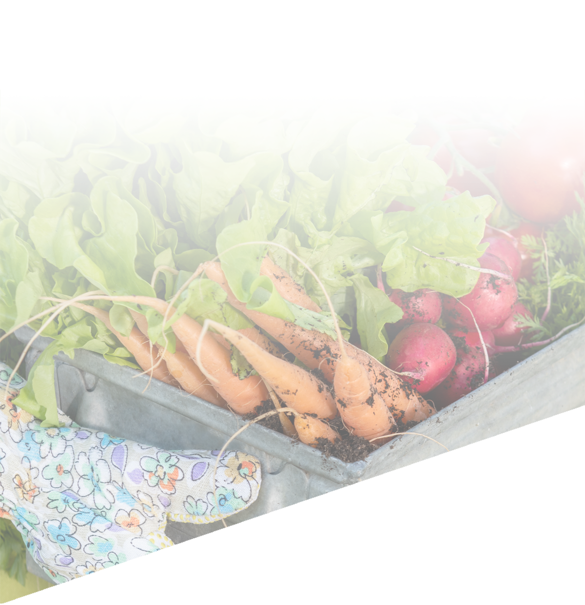 이미지 간략 설명