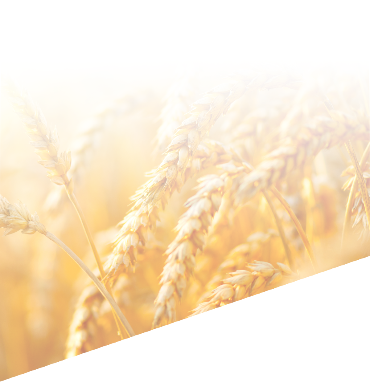 이미지 간략 설명